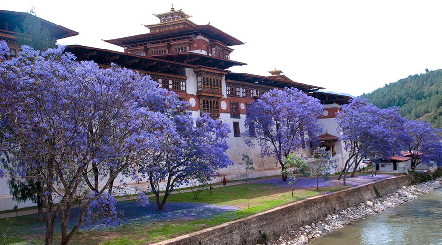 Đến Bhutan, ngắm phượng tím nở rợp trời vương quốc hạnh phúc