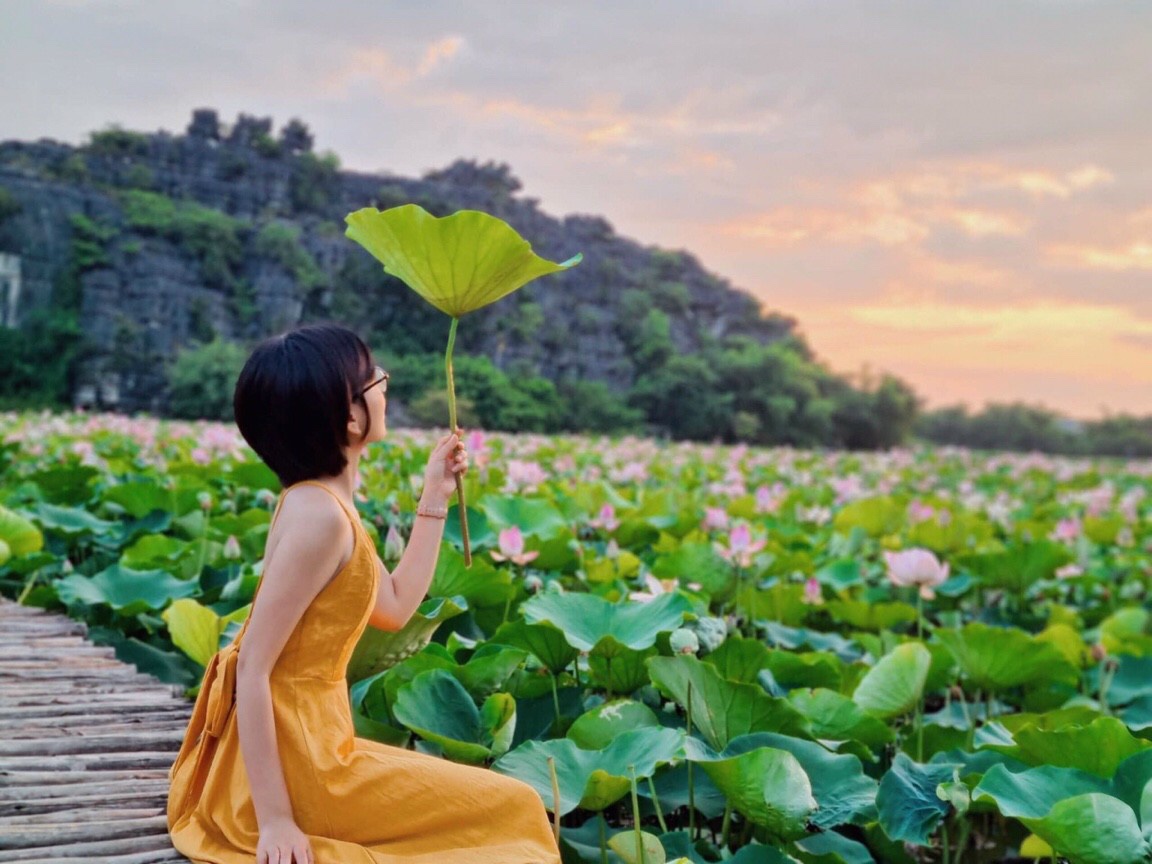 Đầm sen cánh nhỏ nở rộ đẹp lung linh, du khách lặn lội 100km về Ninh Bình chụp ảnh